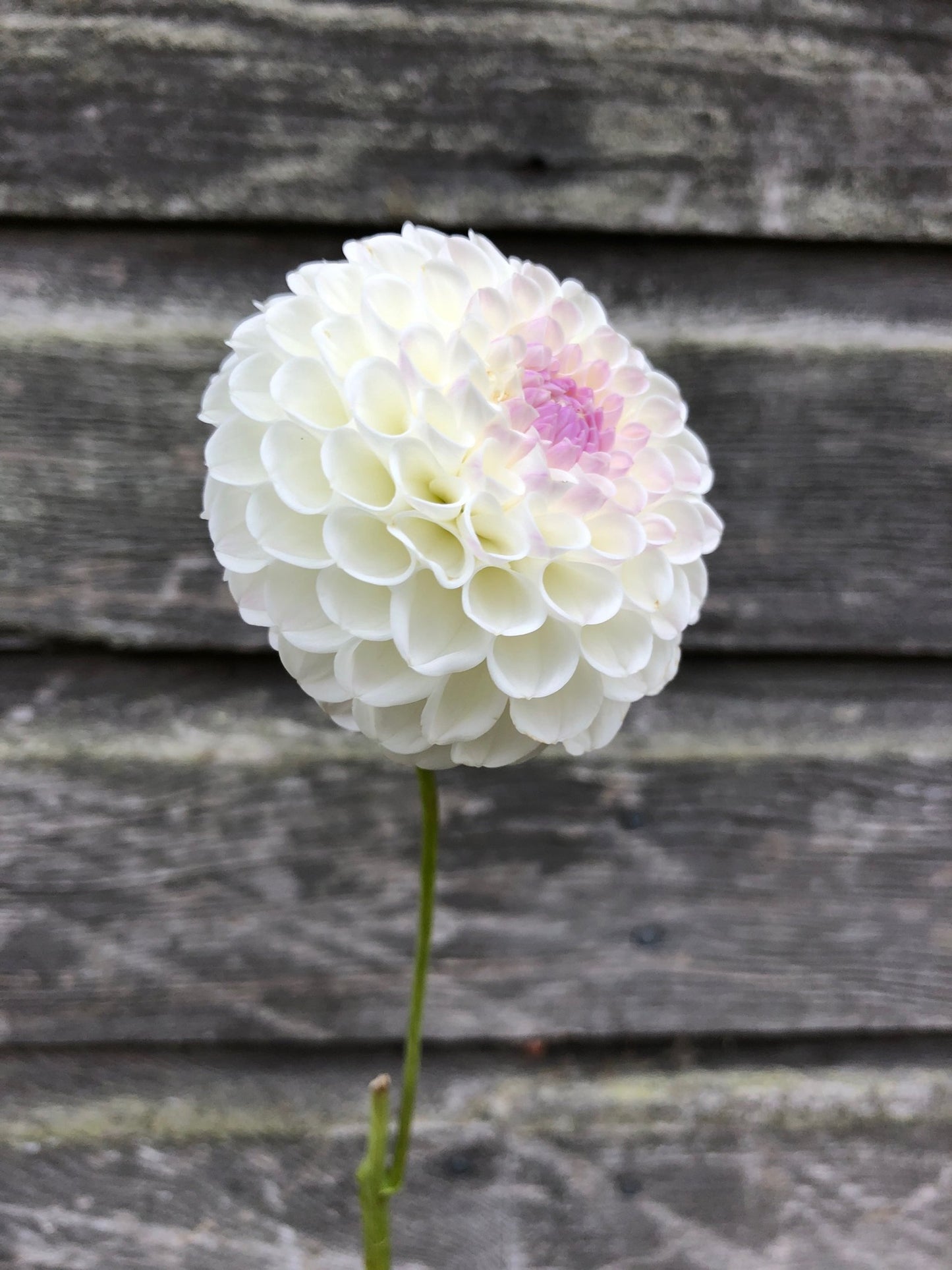 Hollyhill Miss White