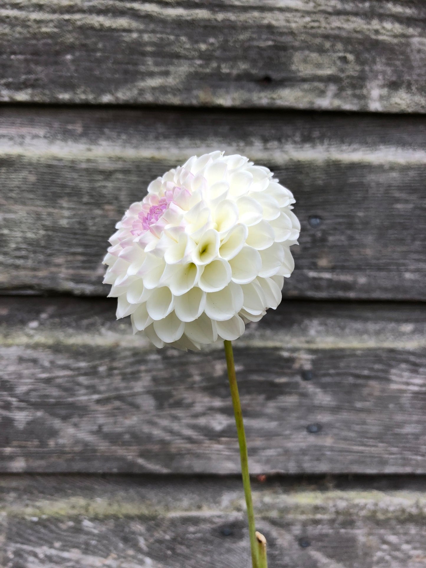 Hollyhill Miss White