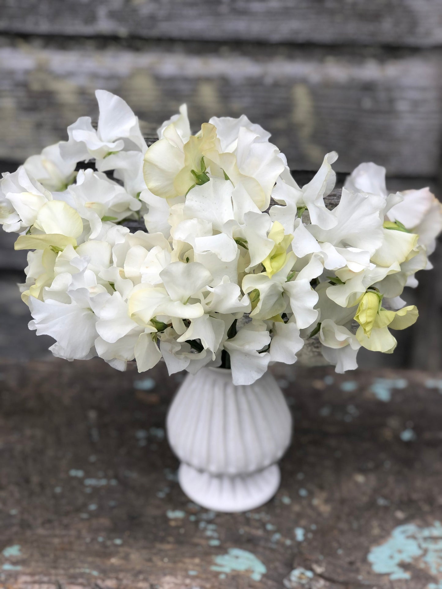 Sweet Pea - Wild Swan