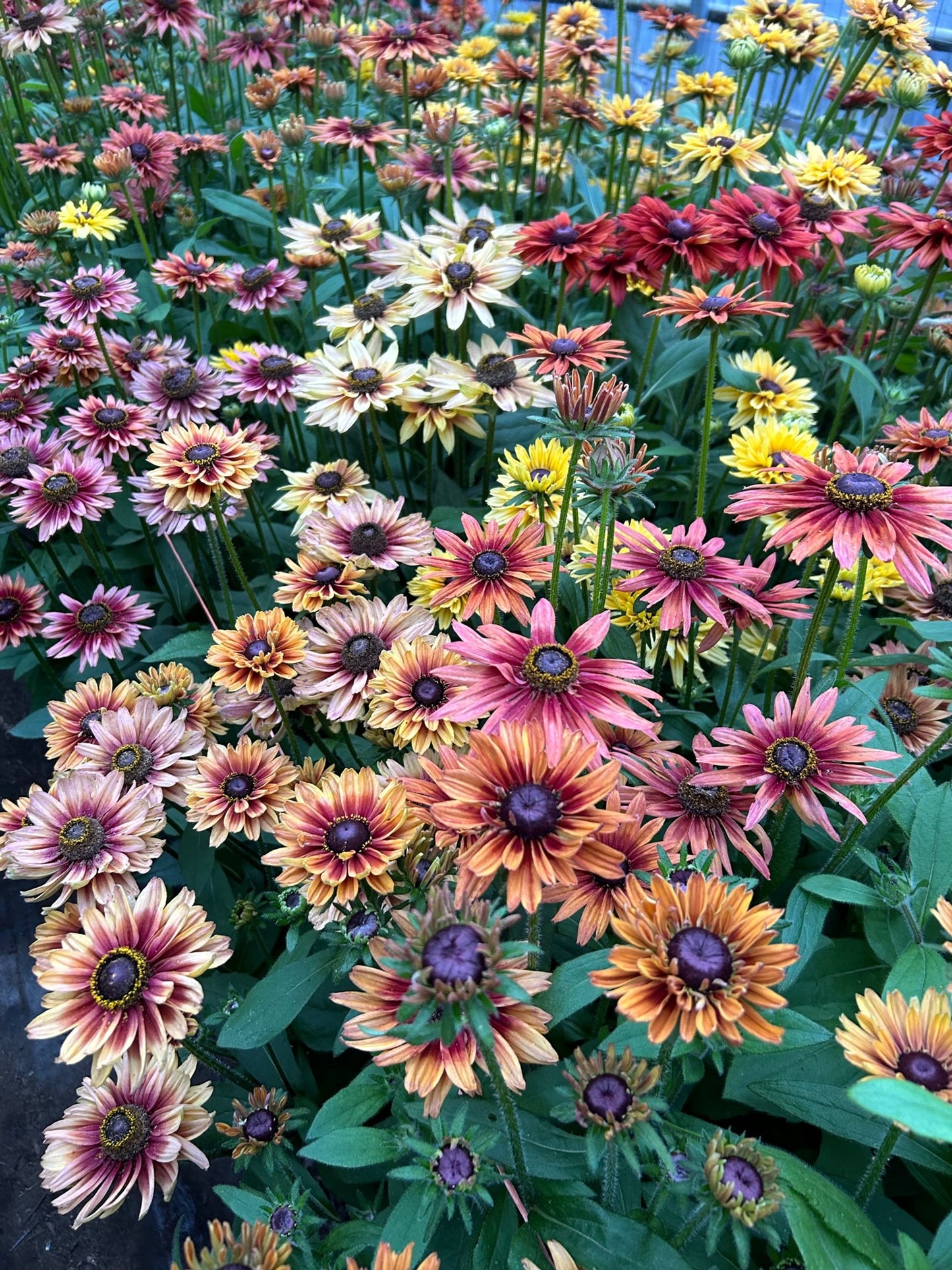 Rudbeckia - Sahara Mix
