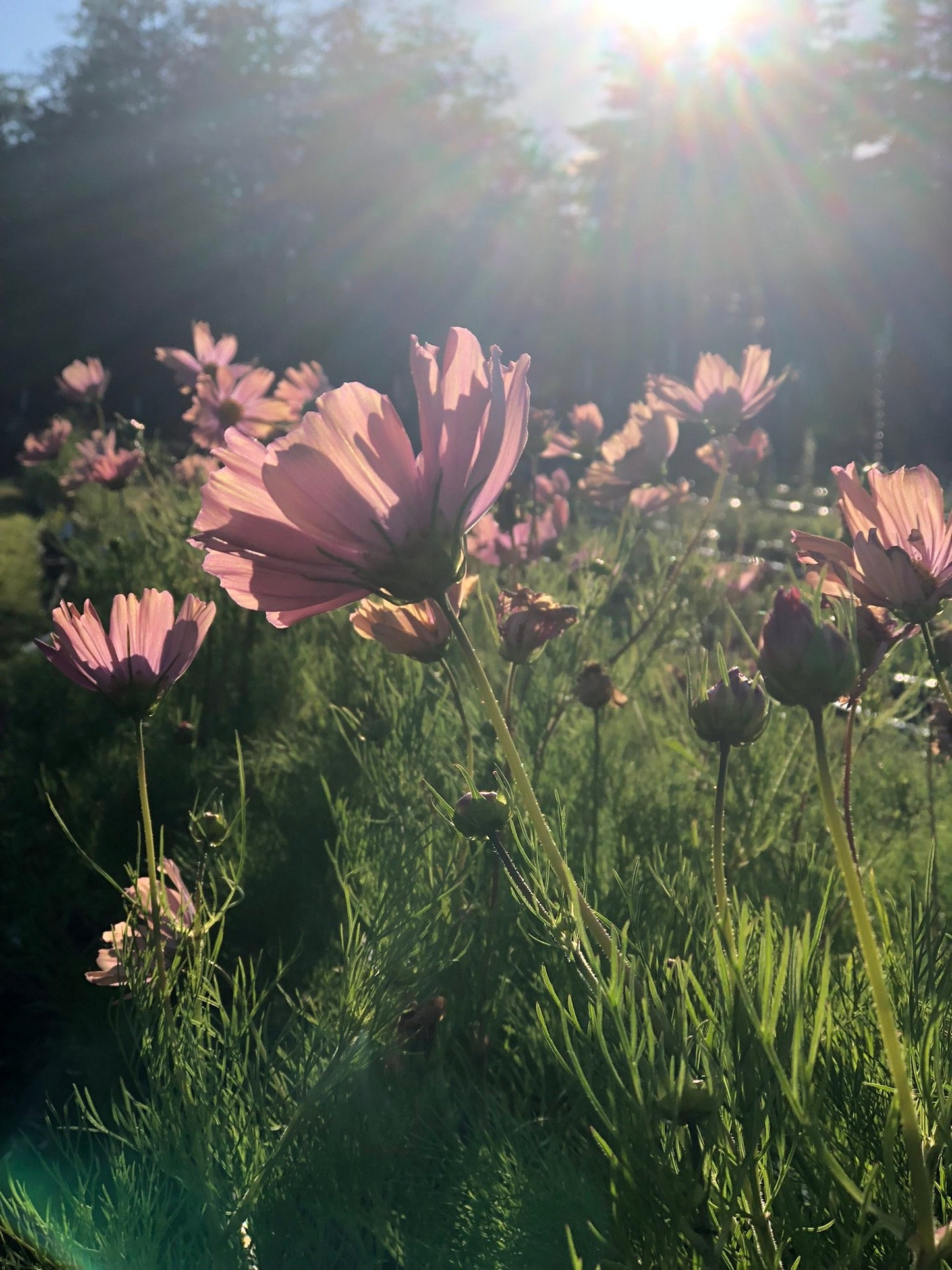 Cosmos - Apricotta