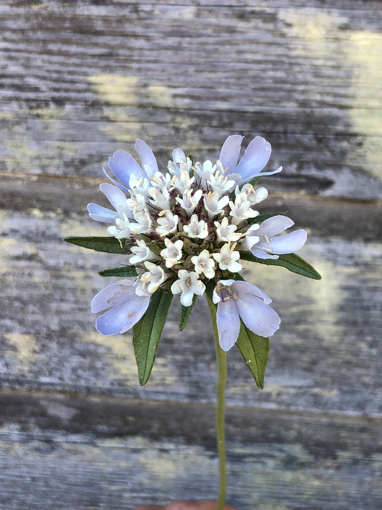 Scabiosa - Drumsticks