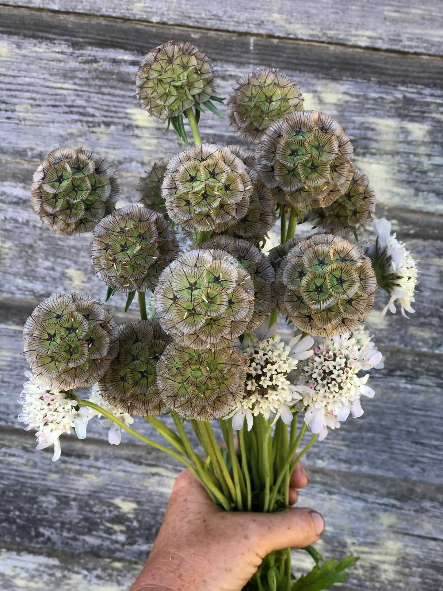 Scabiosa - Drumsticks