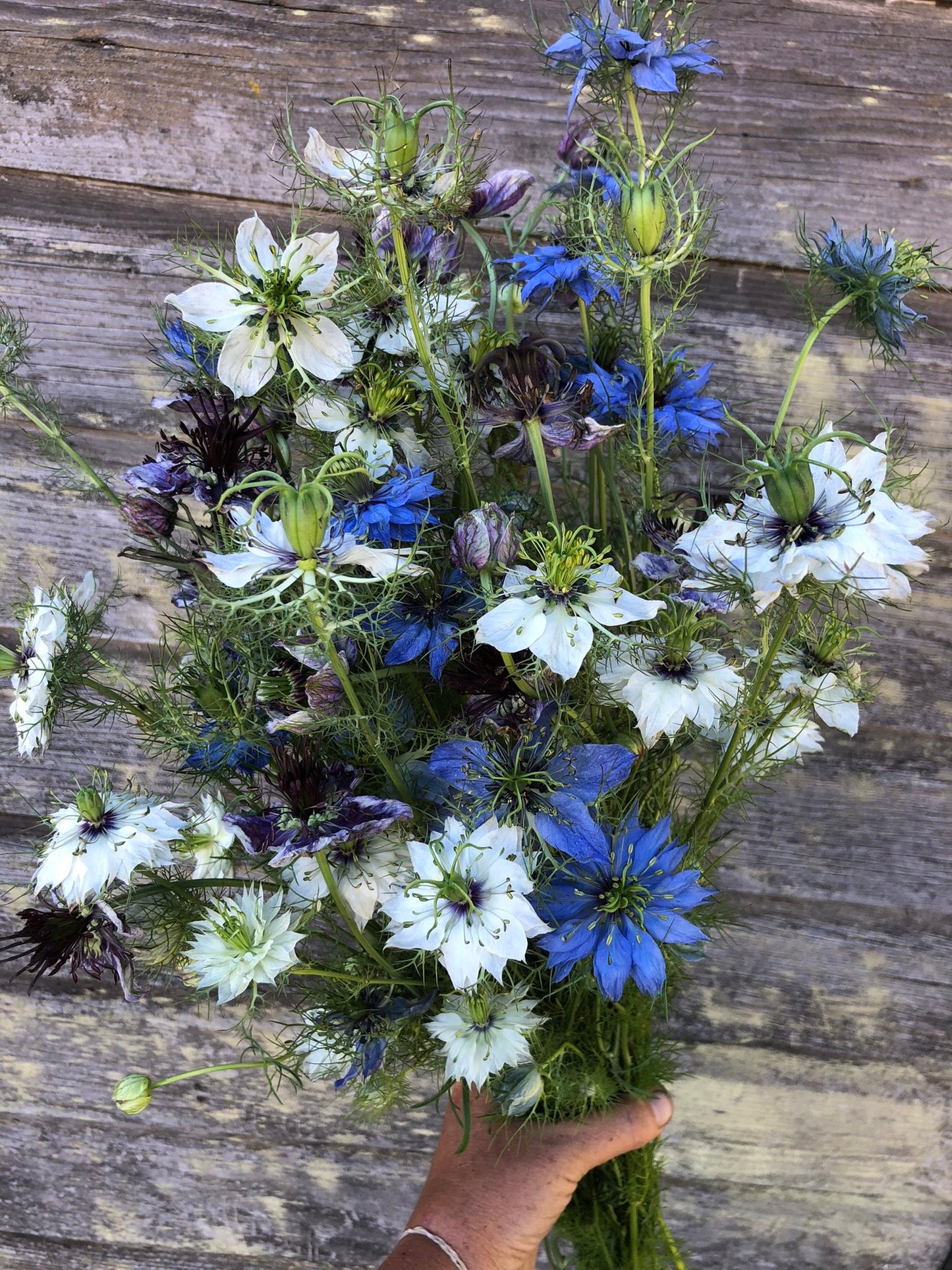 Nigella - Farmhouse Favorite Mix