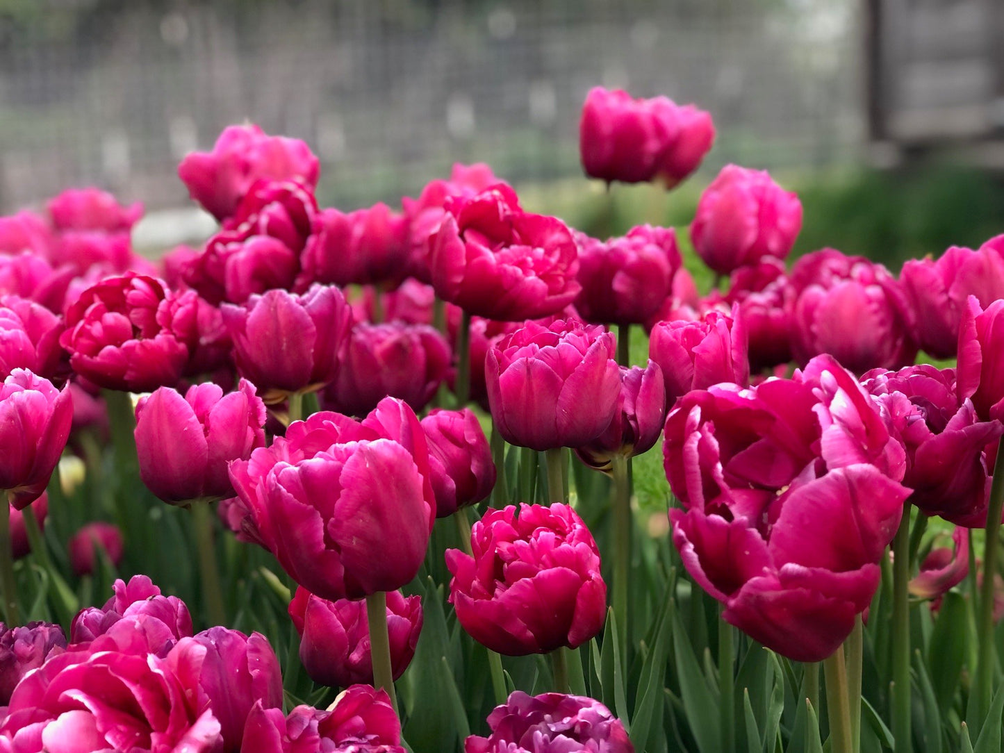 Tulip - Margarita
