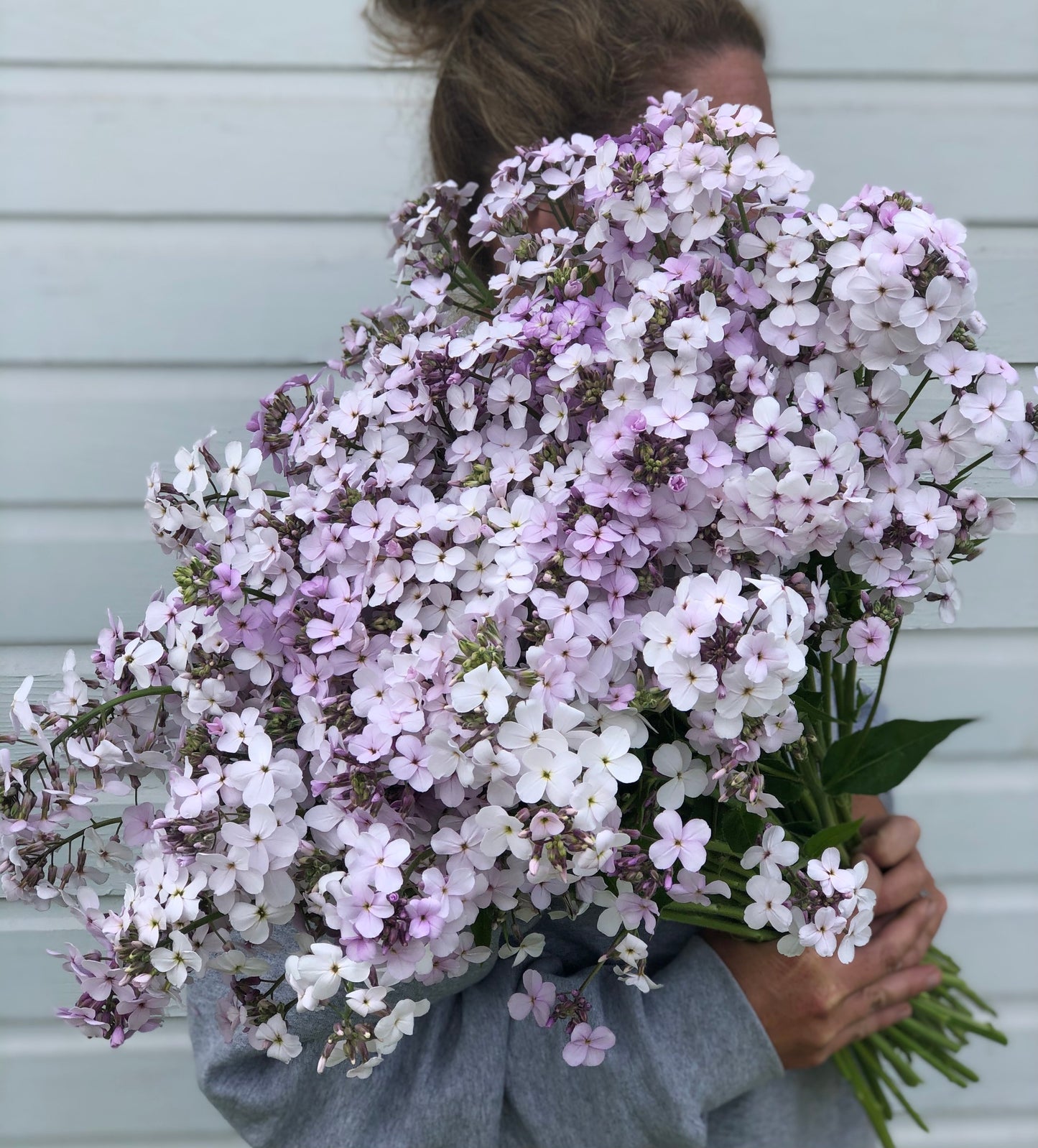 Sweet Rocket - Lavender