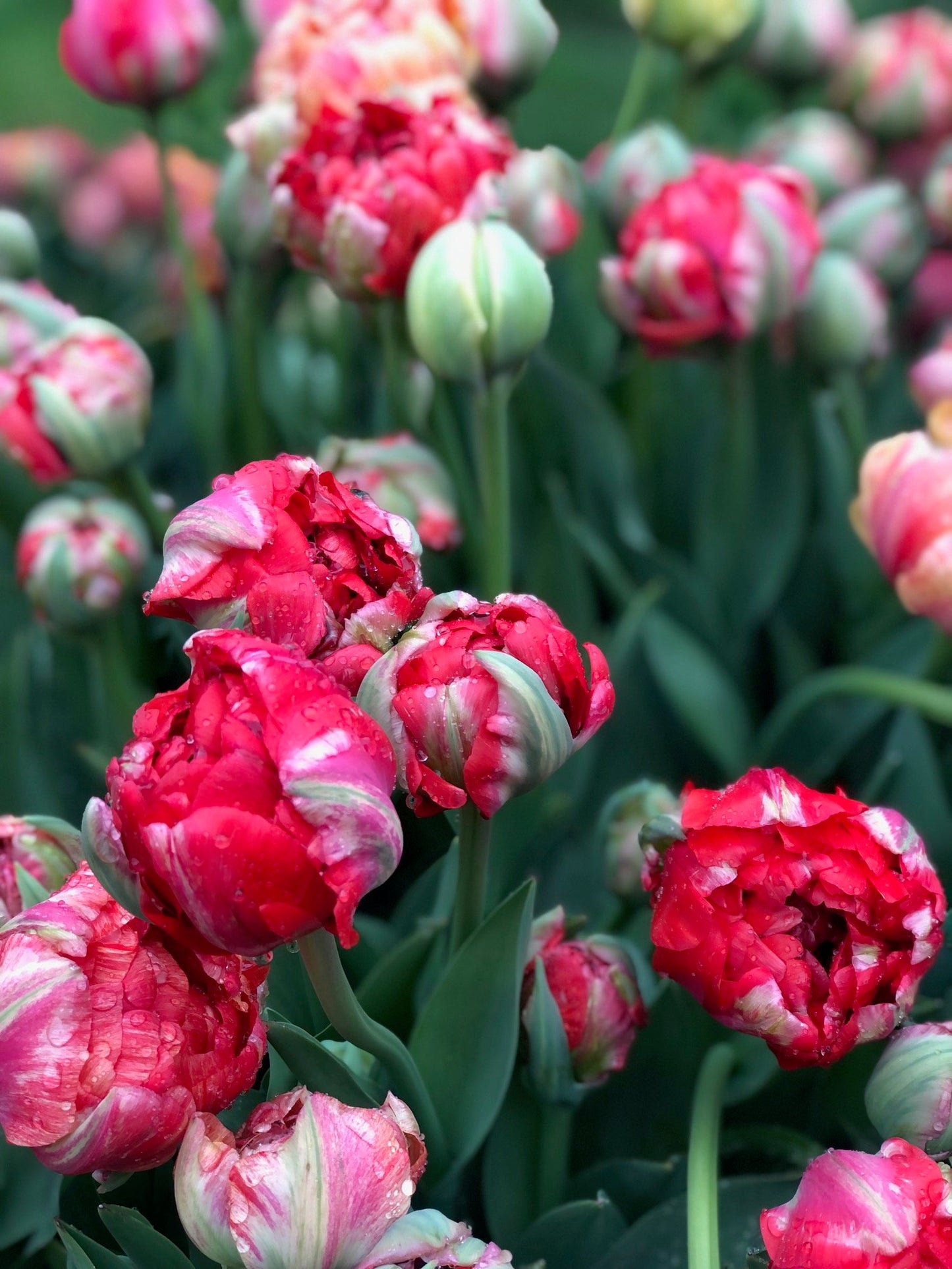 Tulip - Gudoshnik Double
