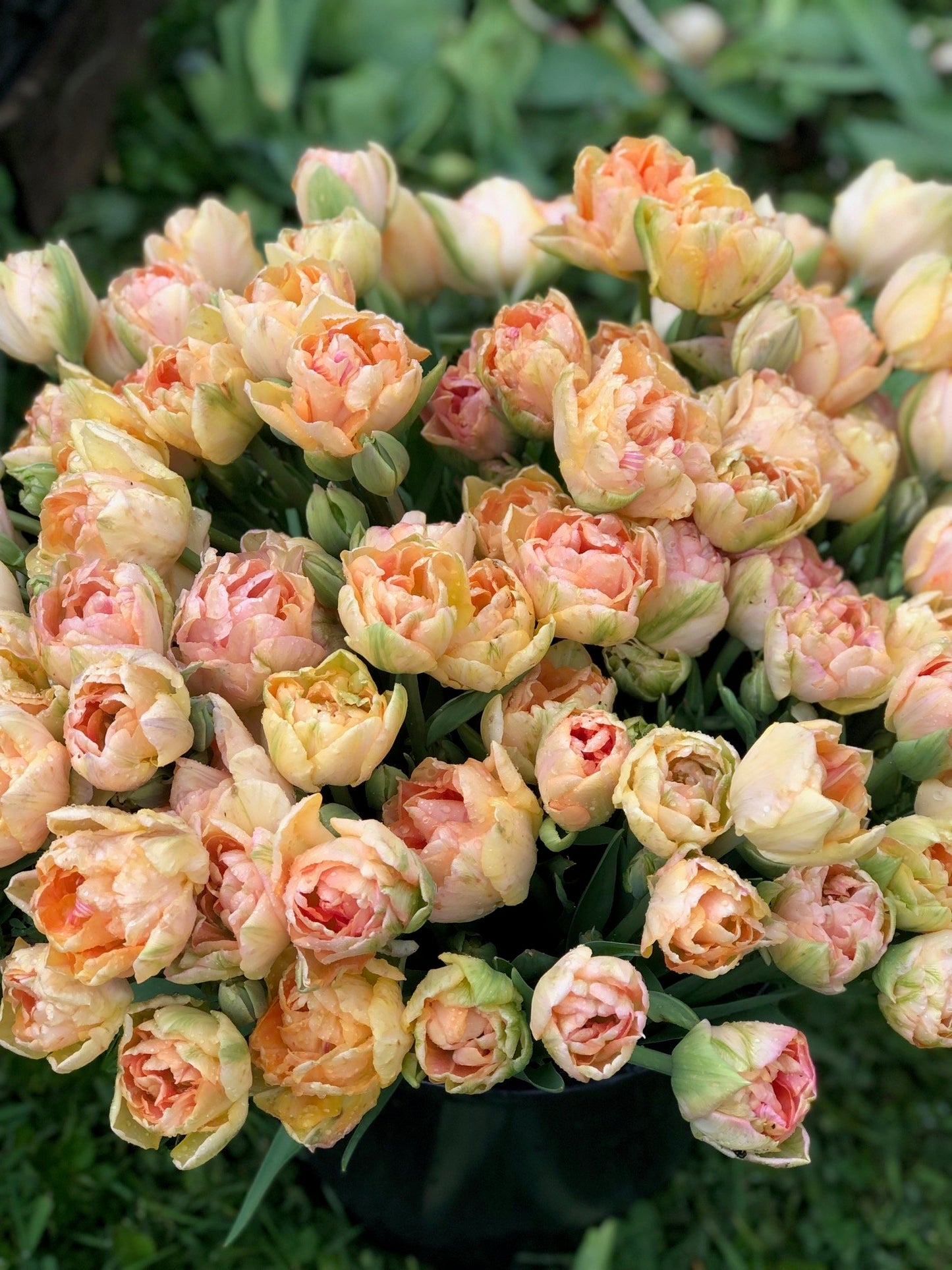 Tulip - Charming Beauty