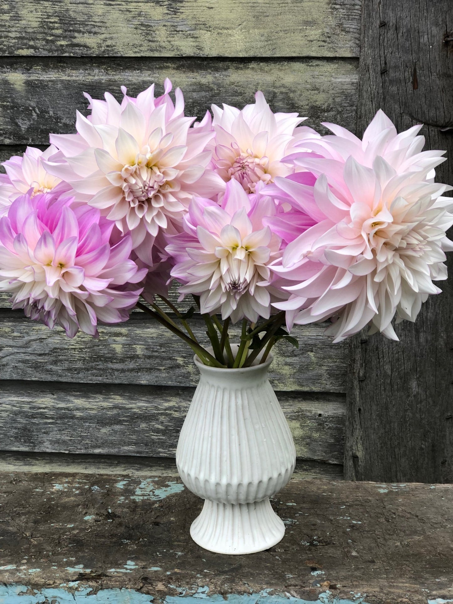 Montana Centennial - LIMIT 1