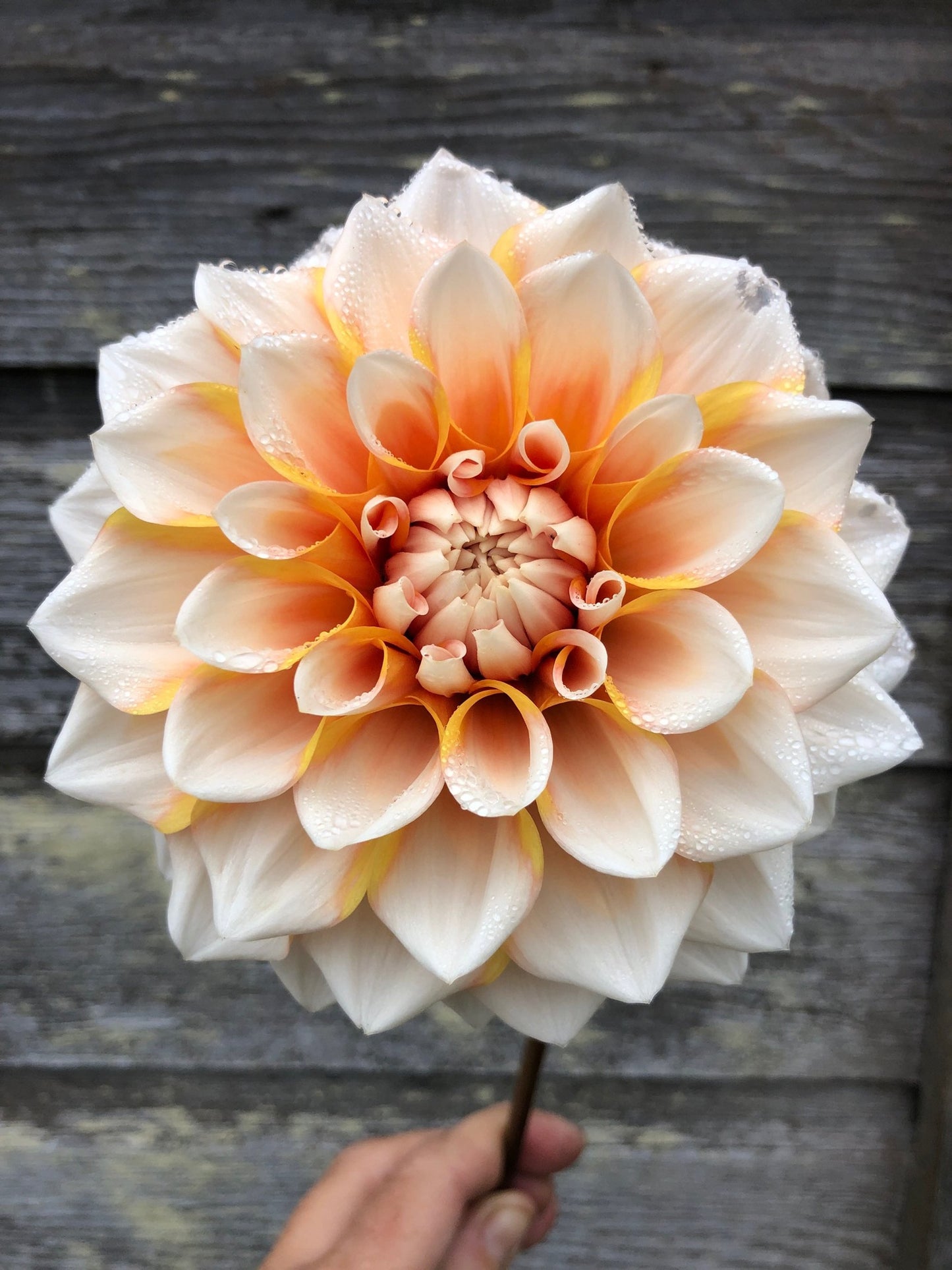 Hollyhill Orange Ice