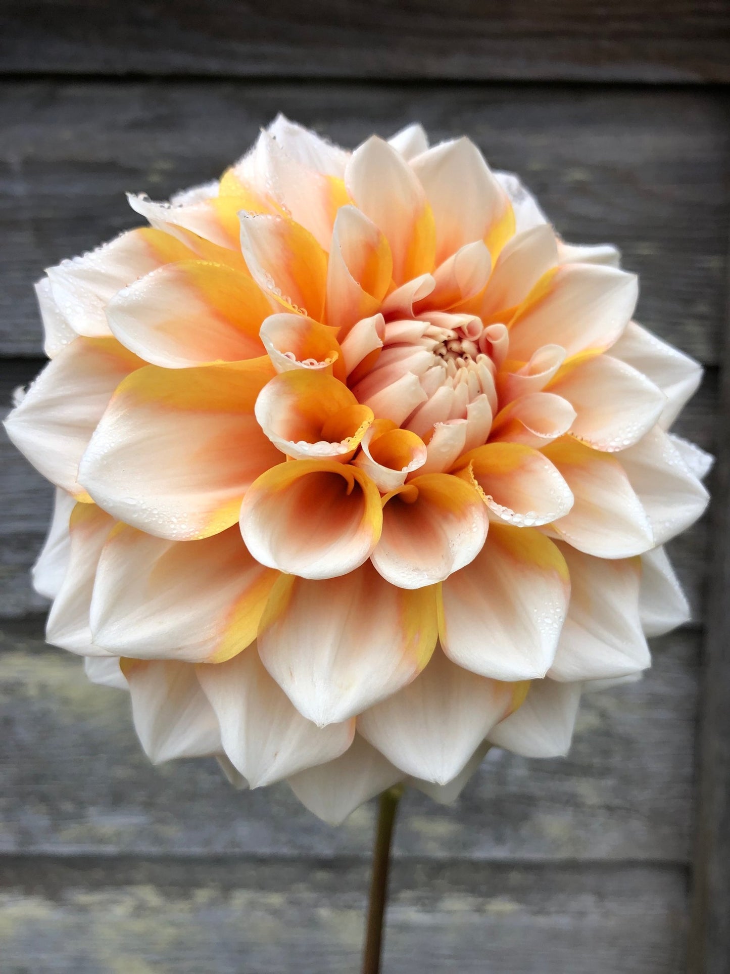 Hollyhill Orange Ice