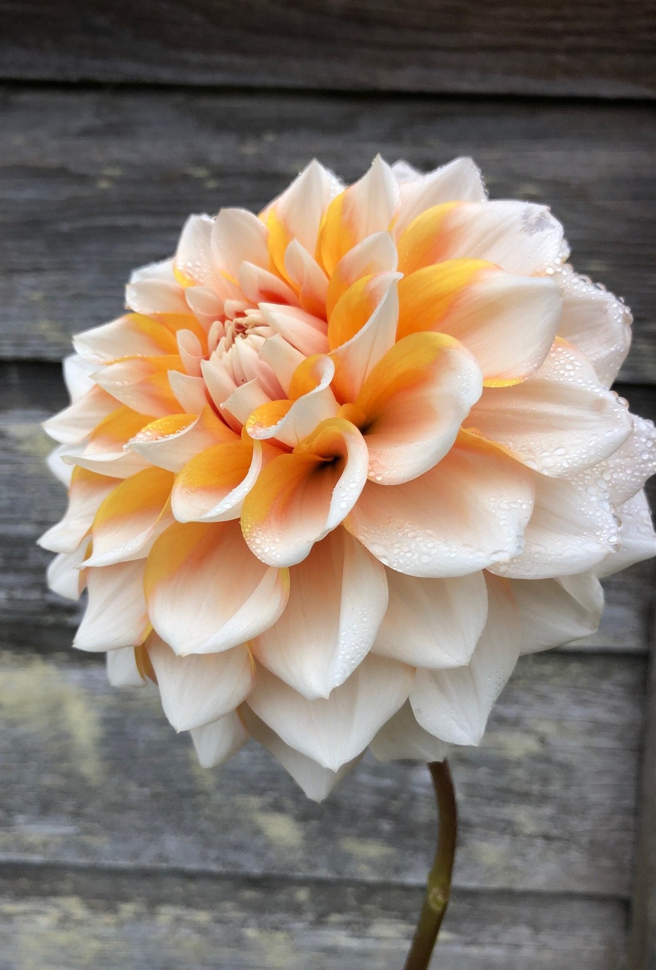 Hollyhill Orange Ice