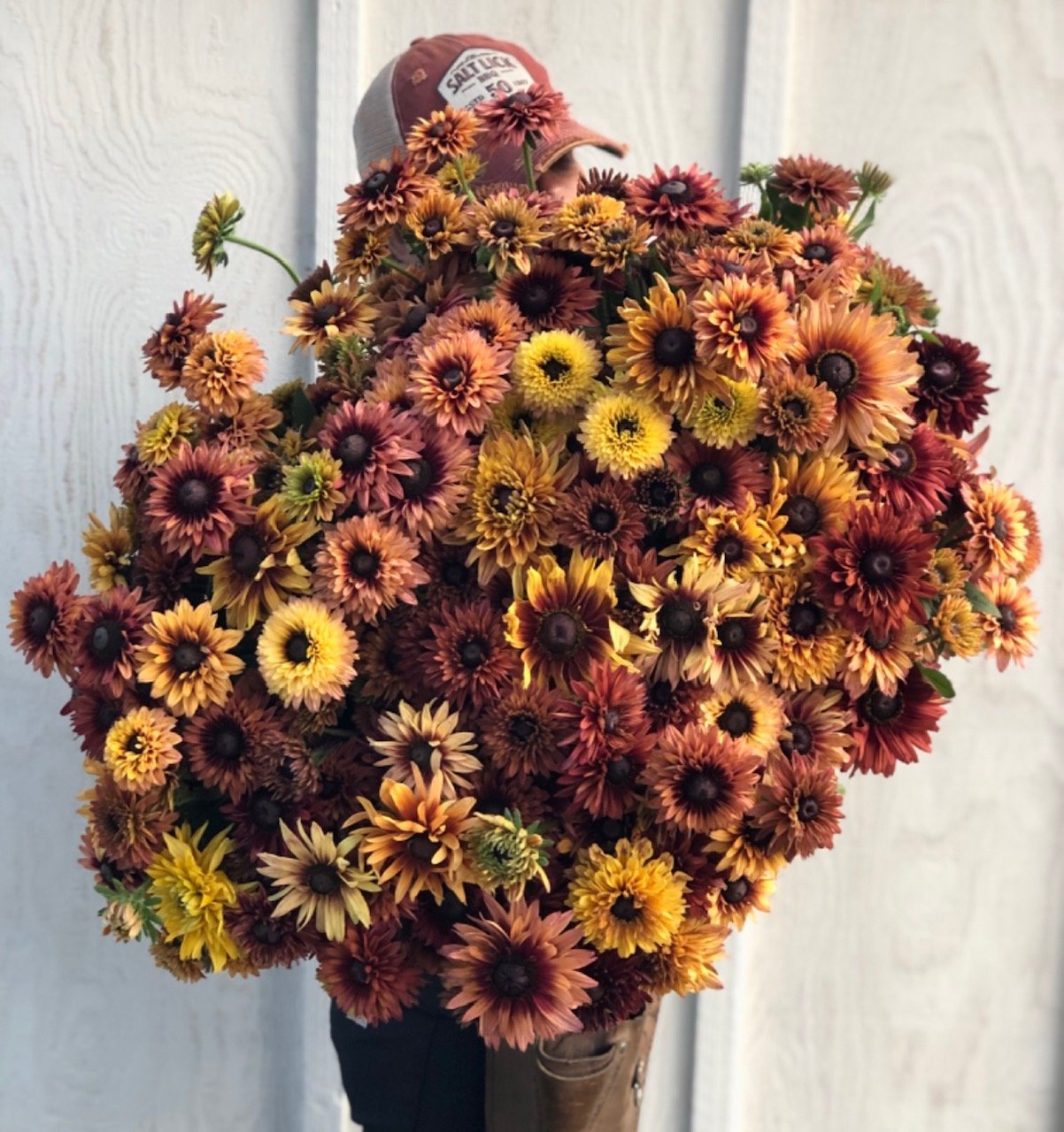 Rudbeckia - Sahara Mix