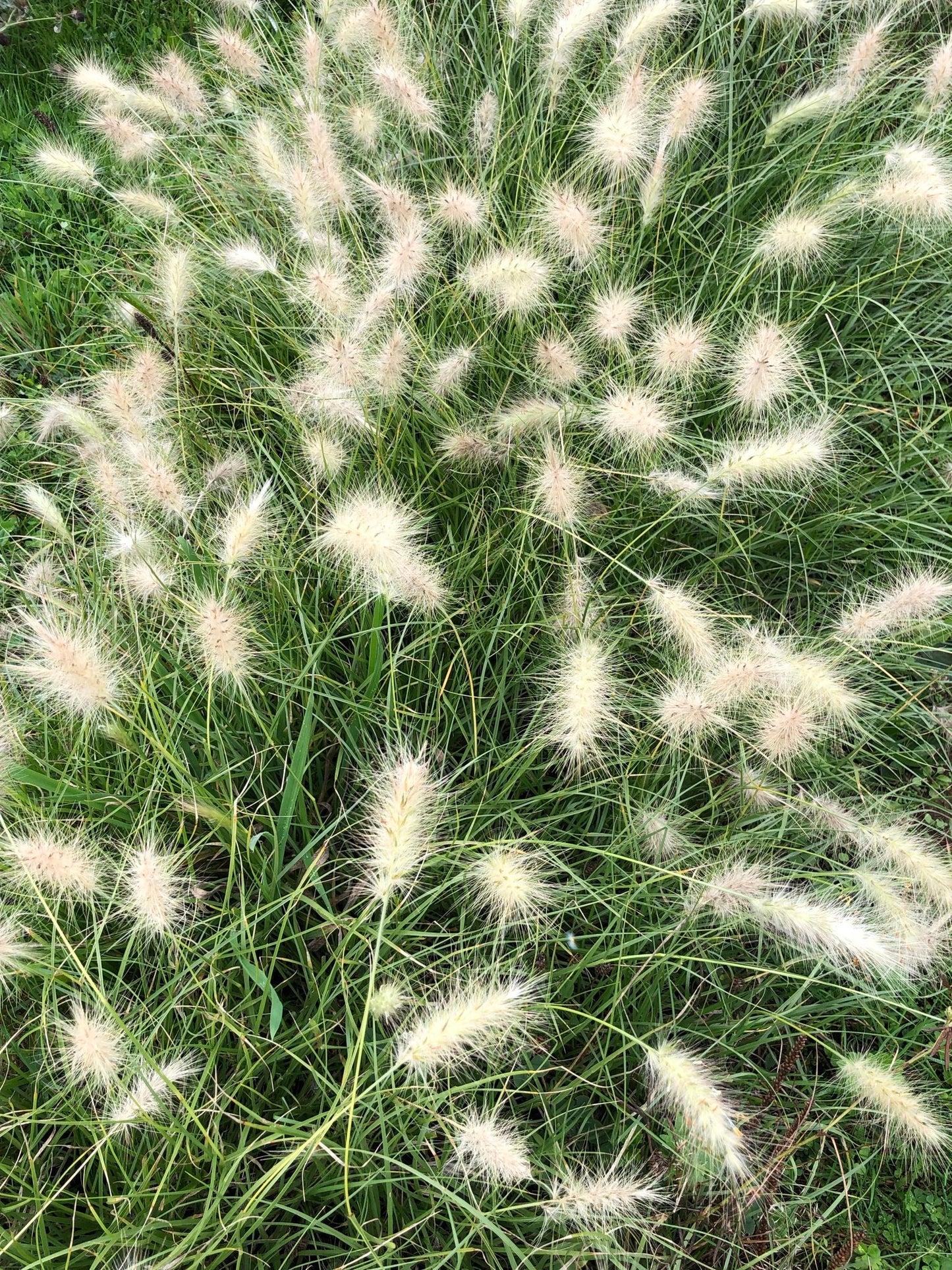 Feathertop Grass