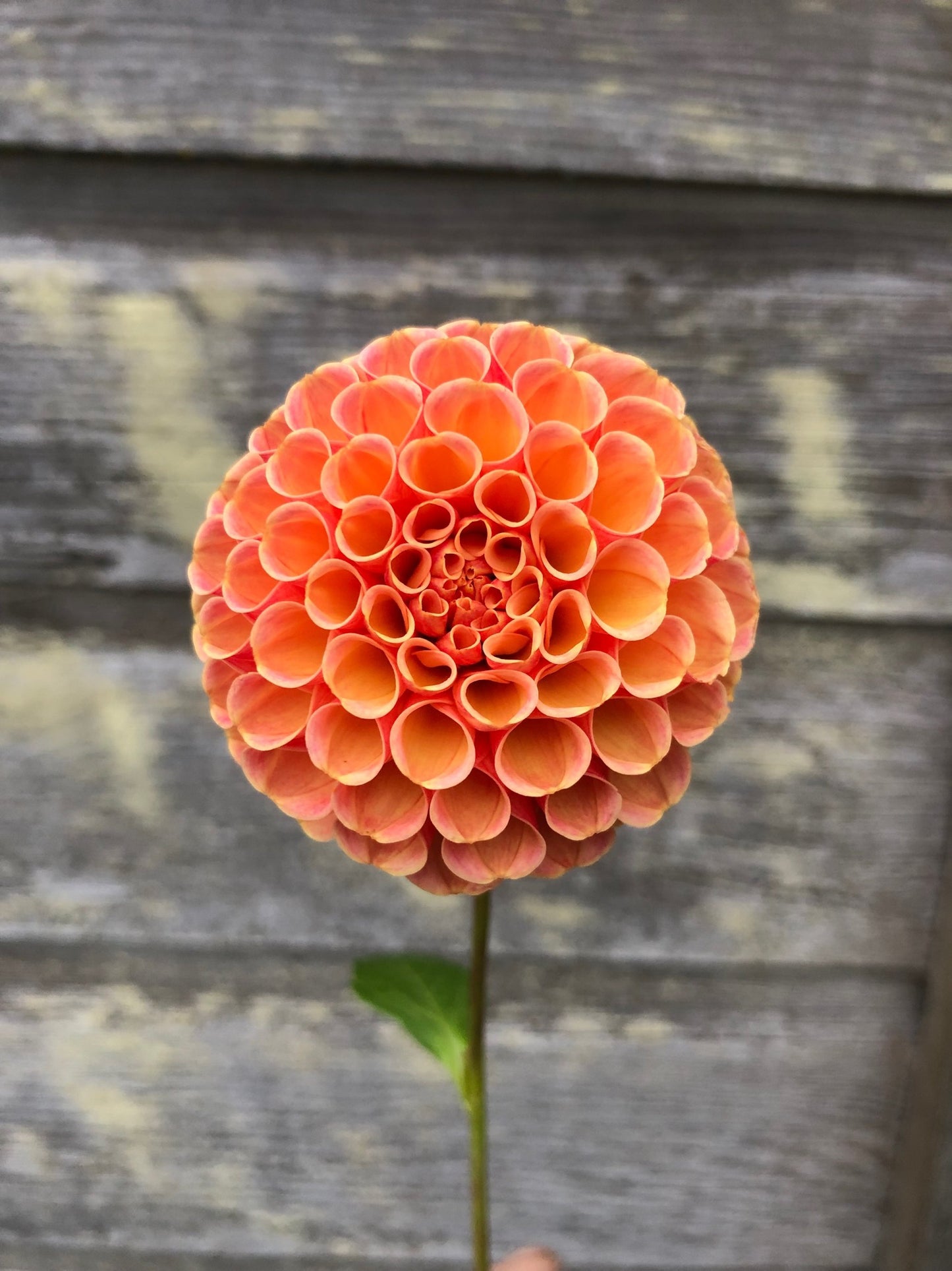 Amber Queen