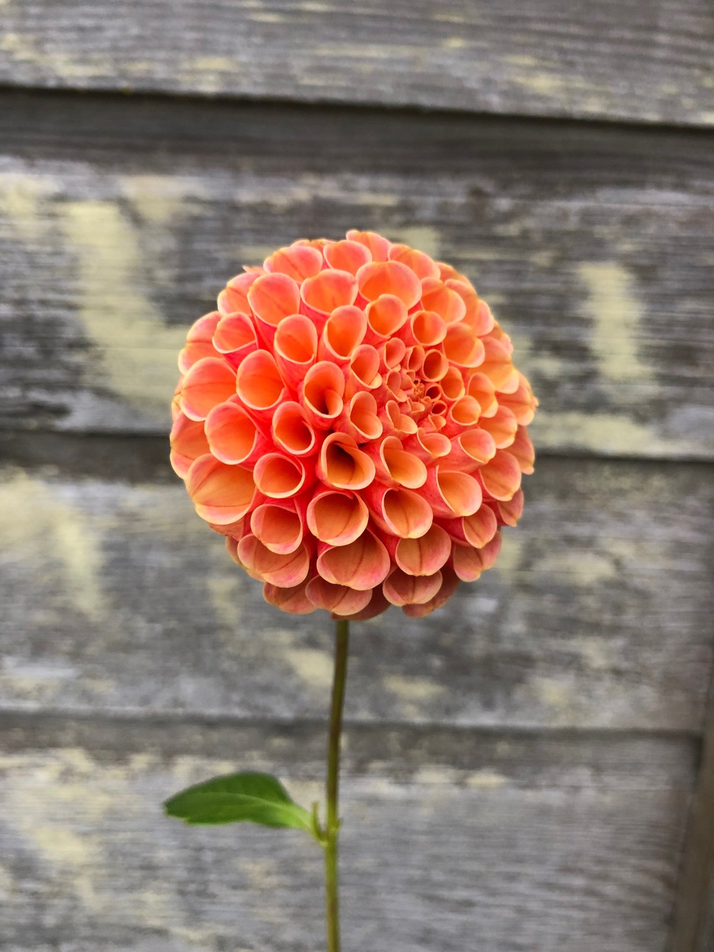 Amber Queen