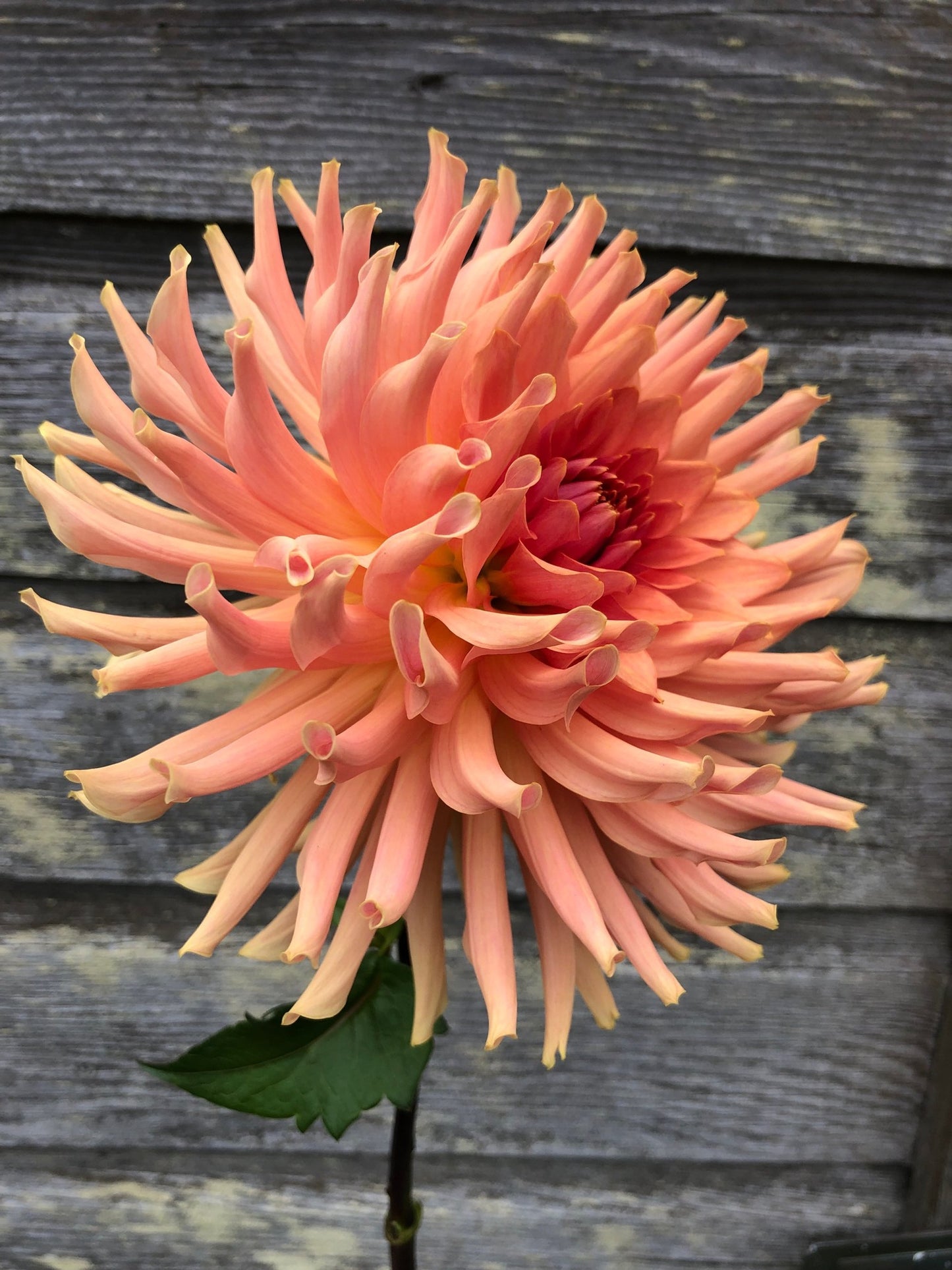 Terracotta