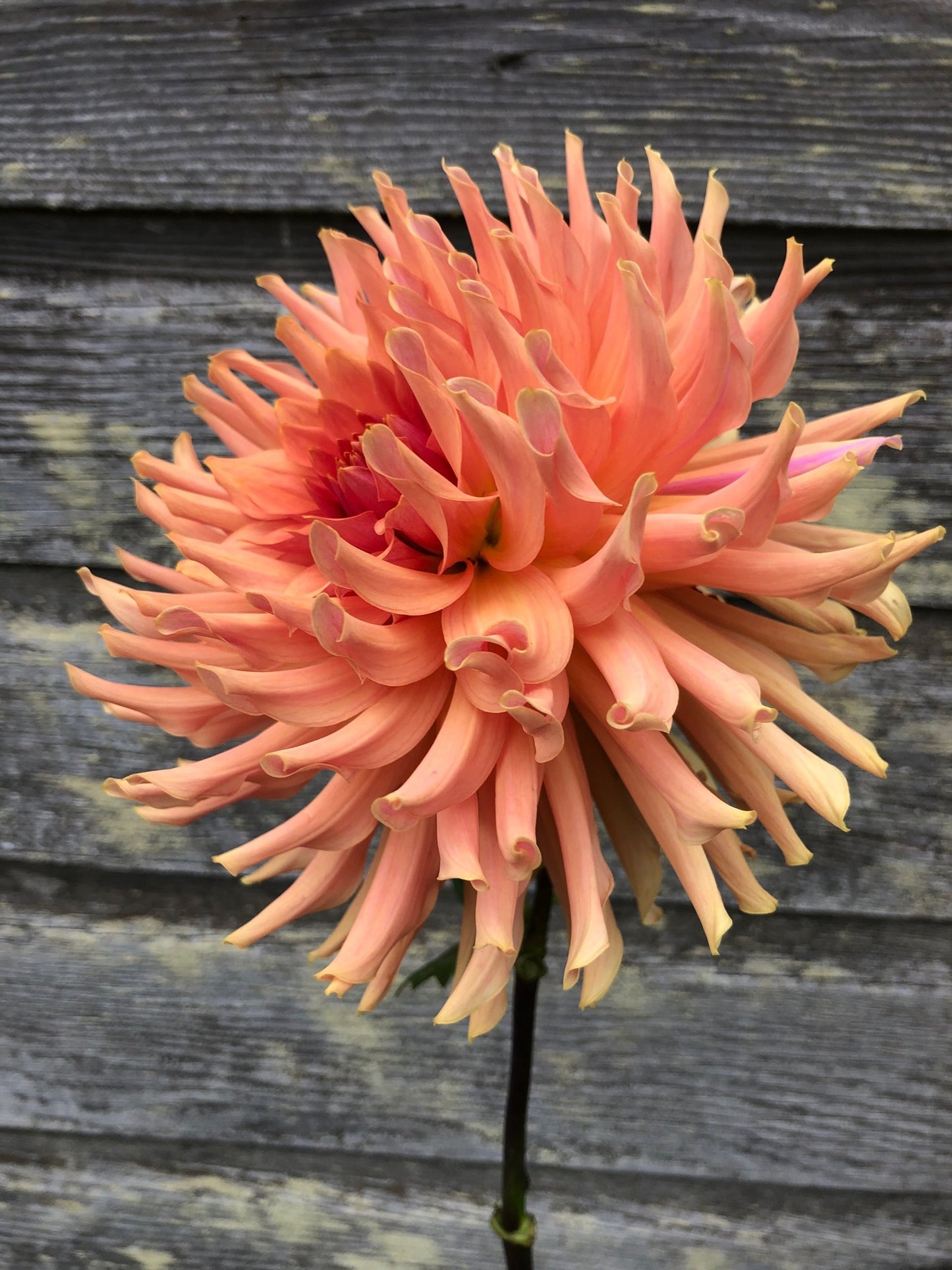 Terracotta