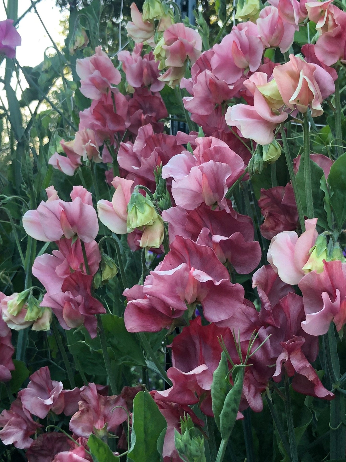 Sweet Pea King's Ransom *LIMIT 1*
