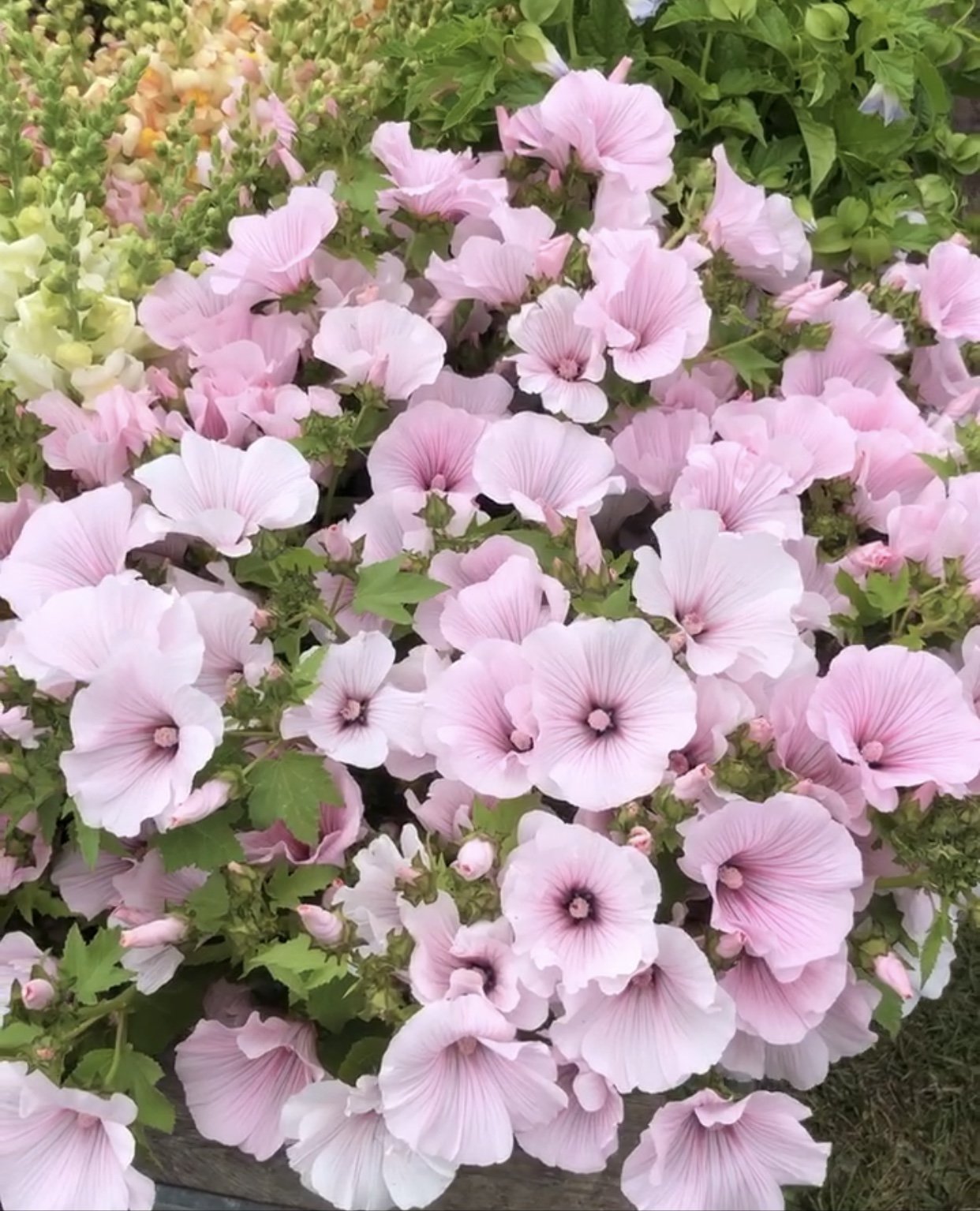 Lavatera - Pink Regis
