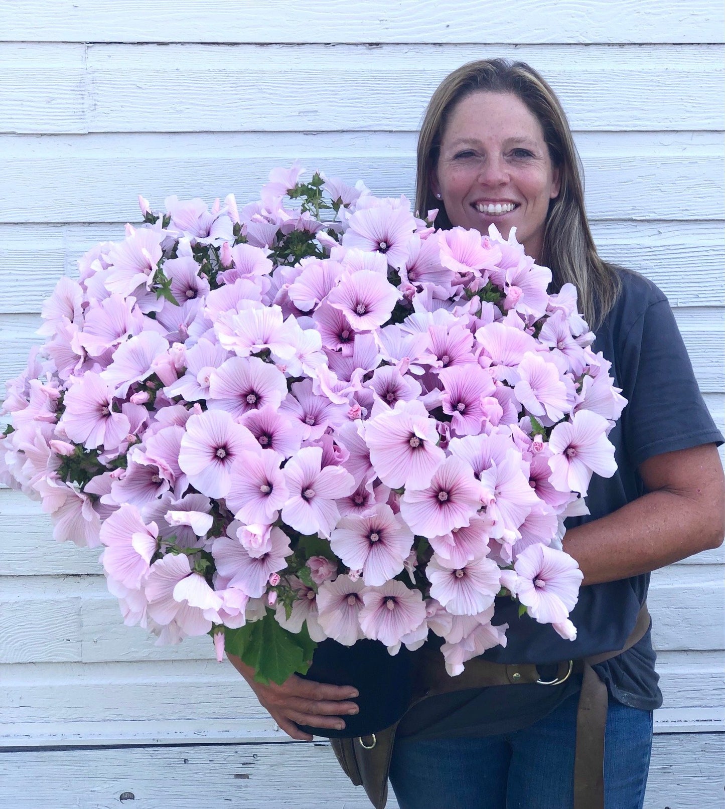 Lavatera - Pink Regis
