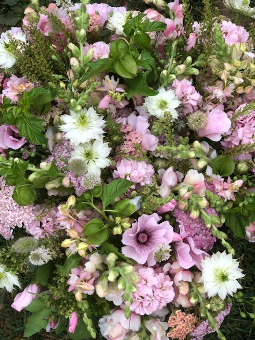 Lavatera - Pink Regis