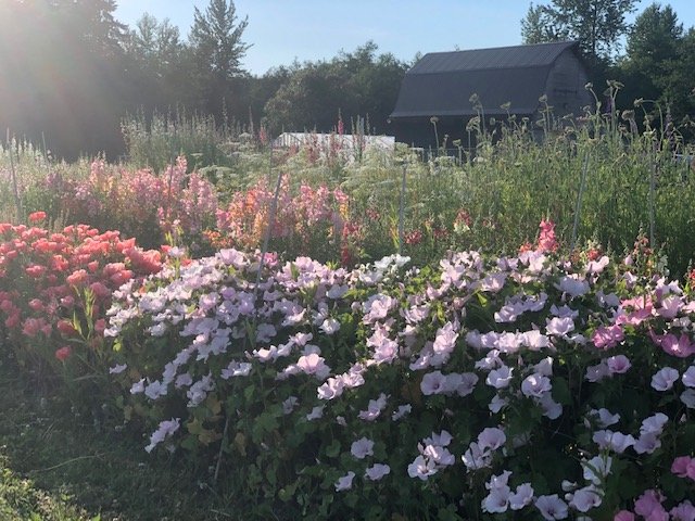 Lavatera - Pink Regis