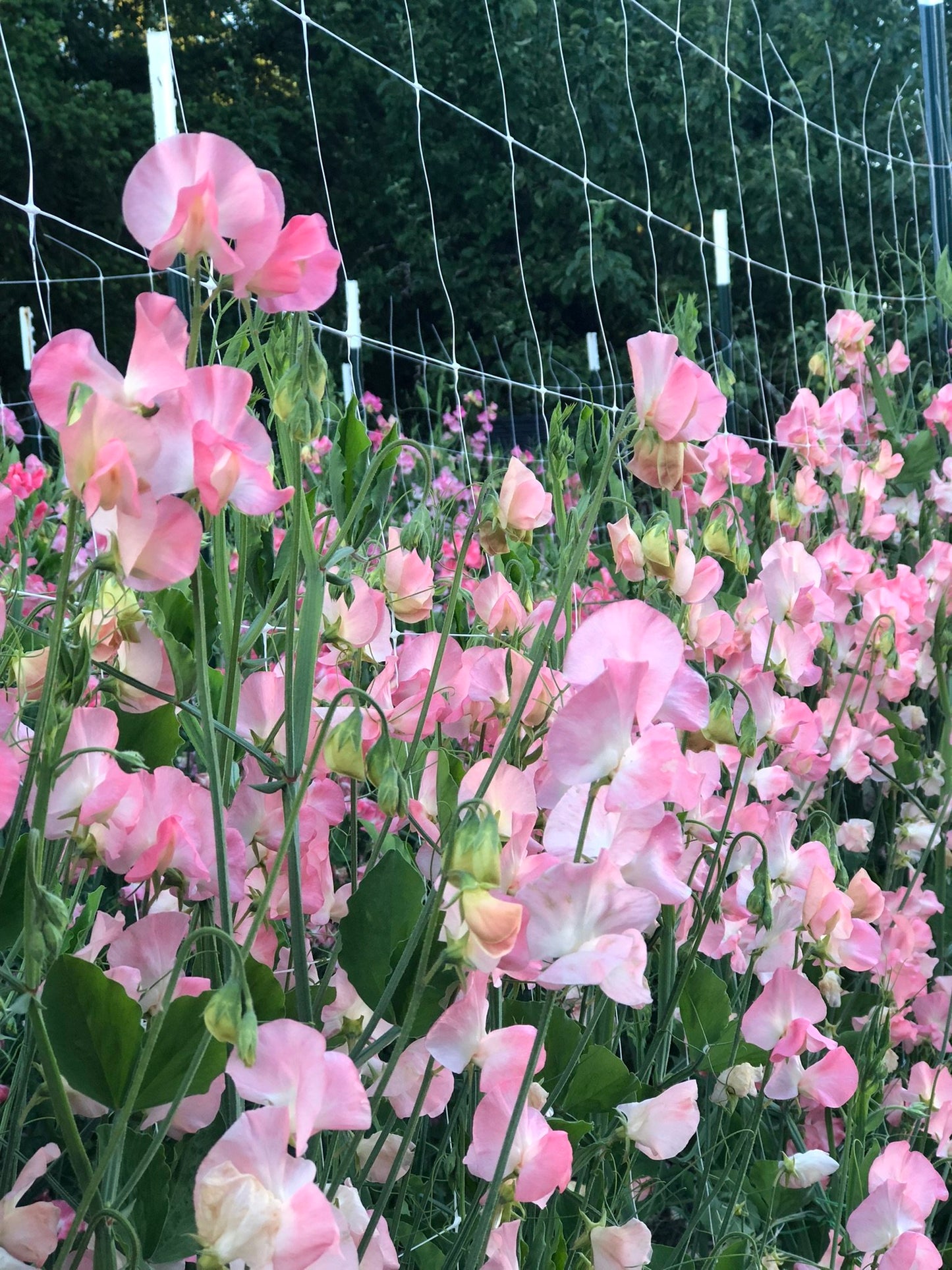 Sweet Pea - Spring Sunshine Nancy