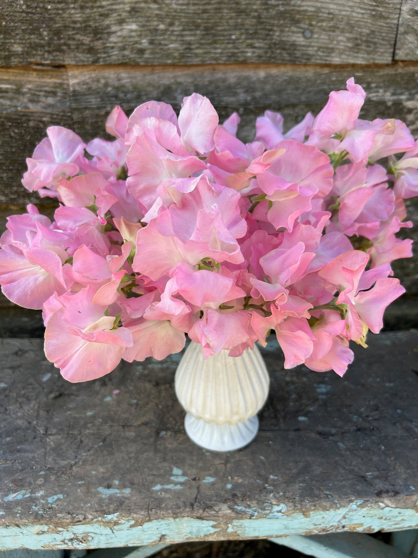 Sweet Pea - Patricia Marilyn