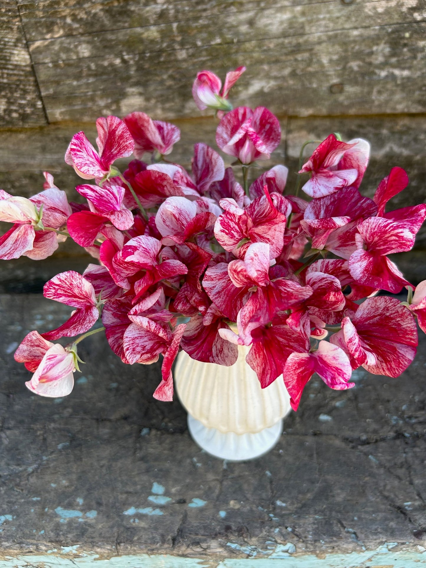 Sweet Pea - America