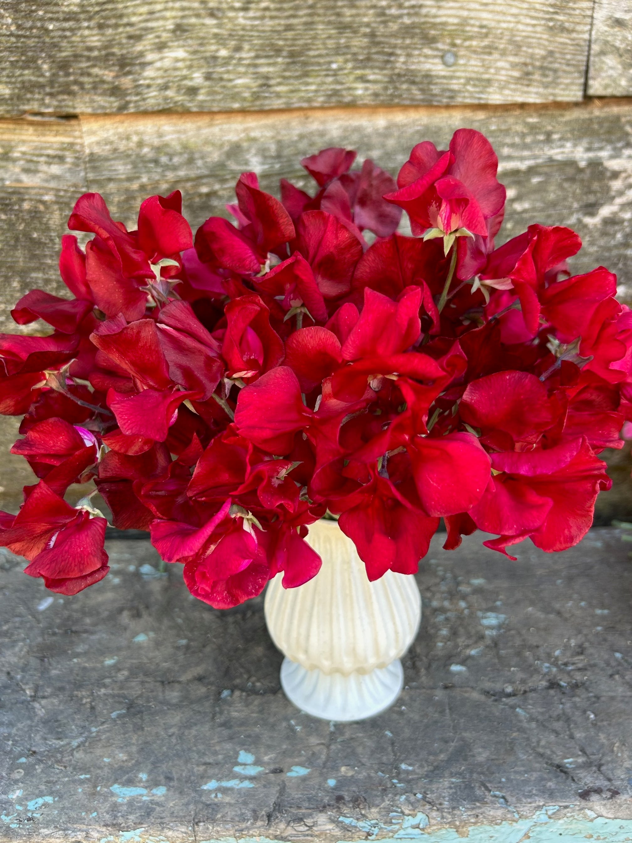 sweet-pea-renown-the-farmhouse-flower-farm