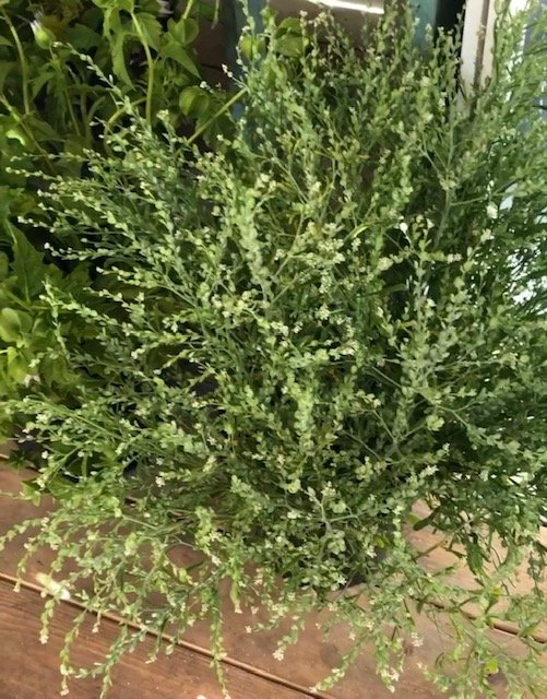 Cress - Persian Cress
