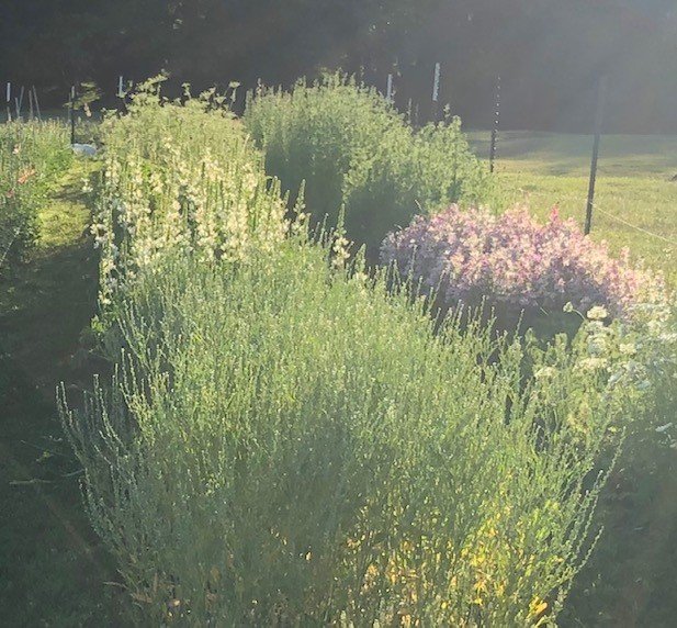 Cress - Persian Cress