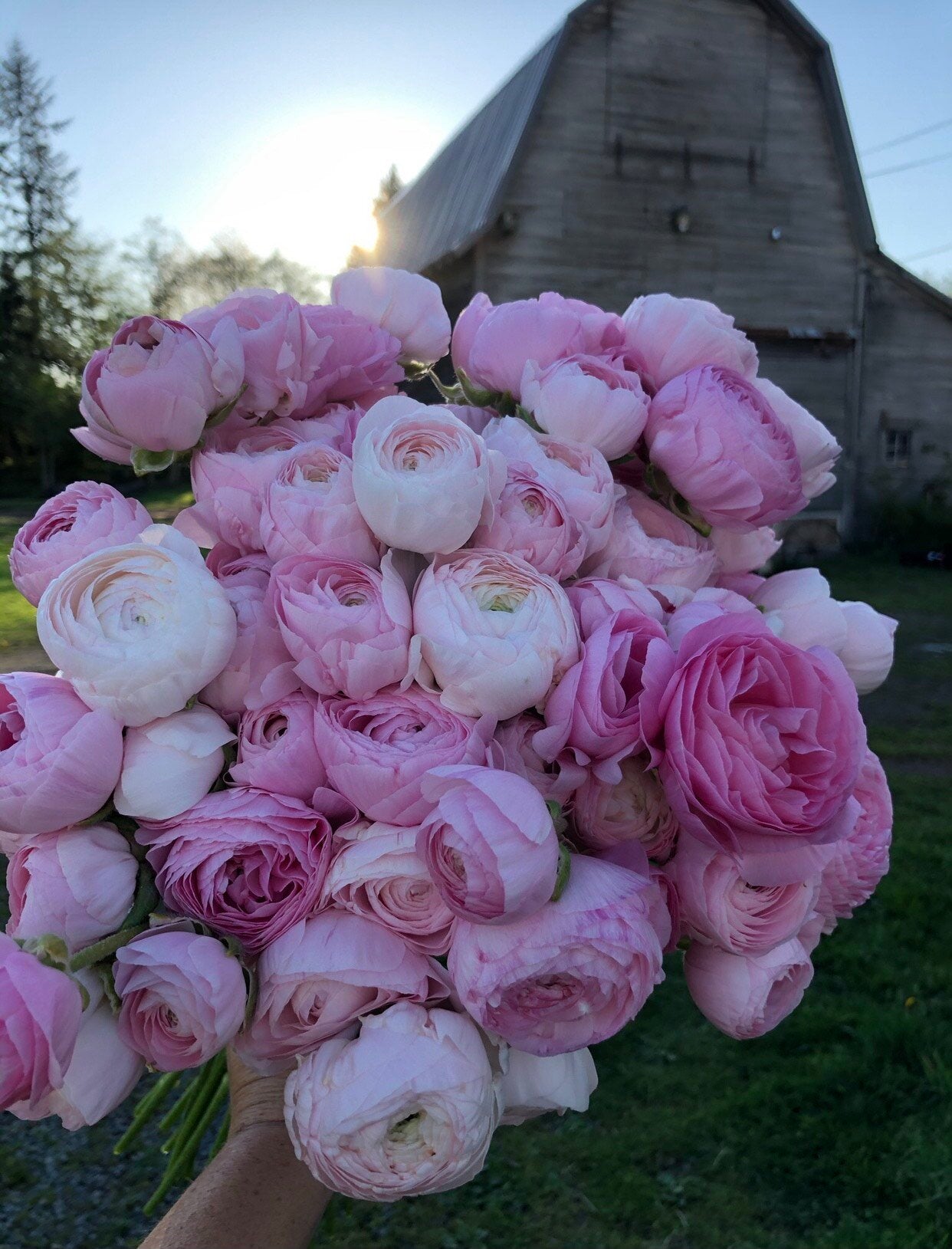 Ranunculus Chamallow