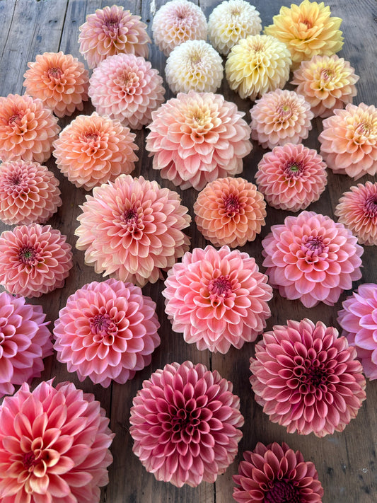 Dahlia Days