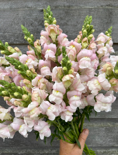 Snapdragon - Avignon Silver