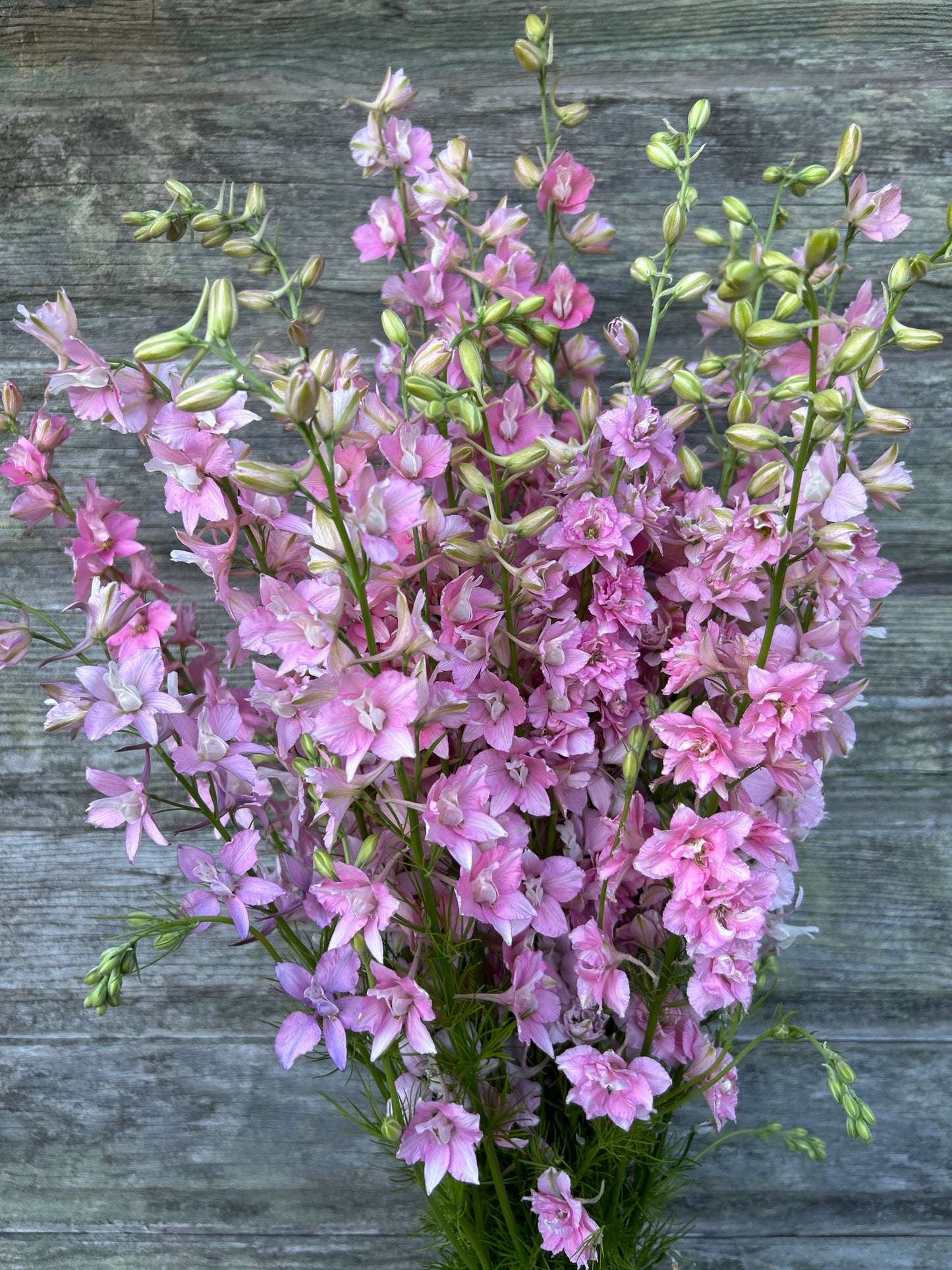 Larkspur - QIS Light Pink