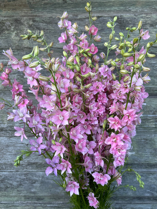 Larkspur - QIS Light Pink