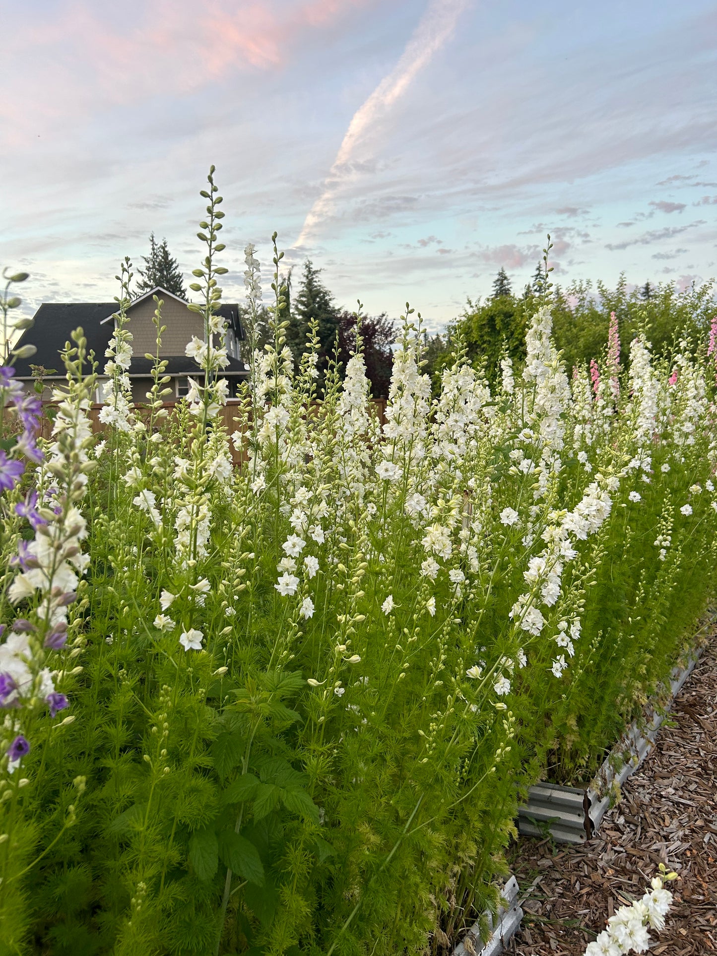 Larkspur - QIS White