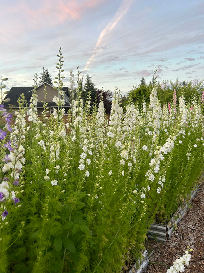 Larkspur - QIS White