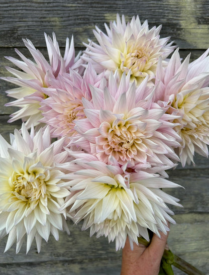 Sandia Stargazer
