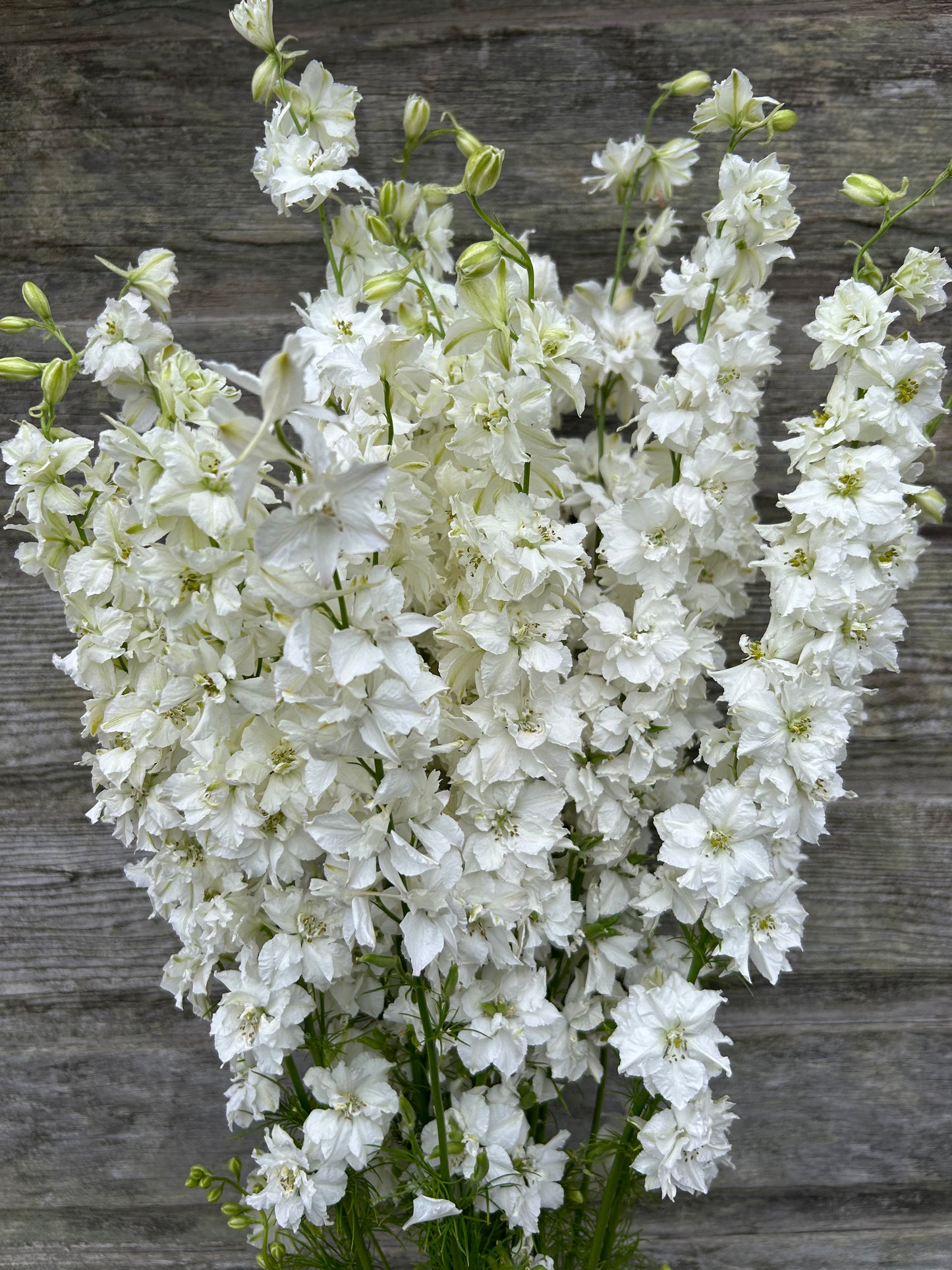 Larkspur - QIS White