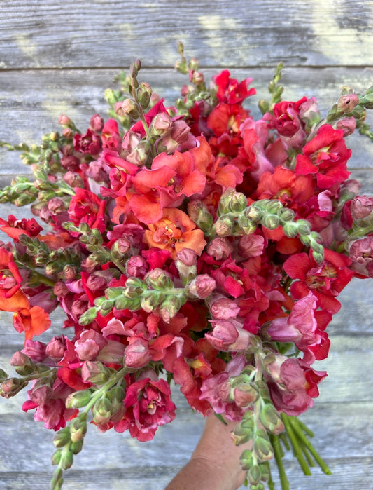 Snapdragon - Madame Butterfly Bronze