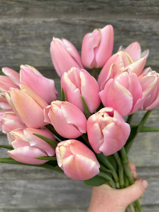 Tulip - Mango Charm