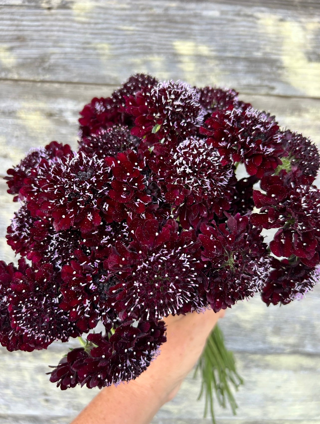 Scabiosa - Black Knight