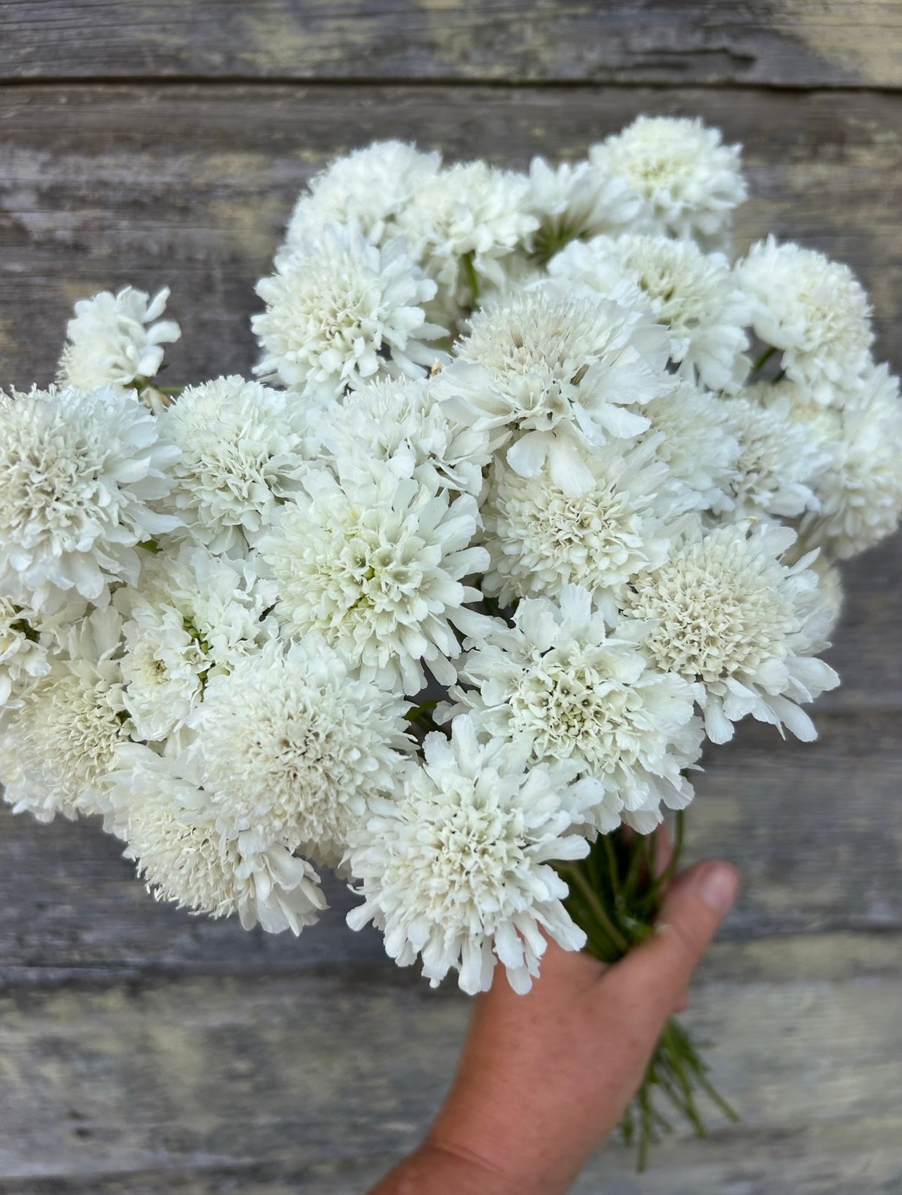Scabiosa - Snowmaiden