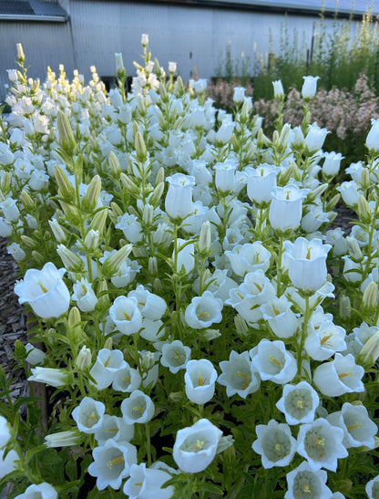 Campanula - Champion II White