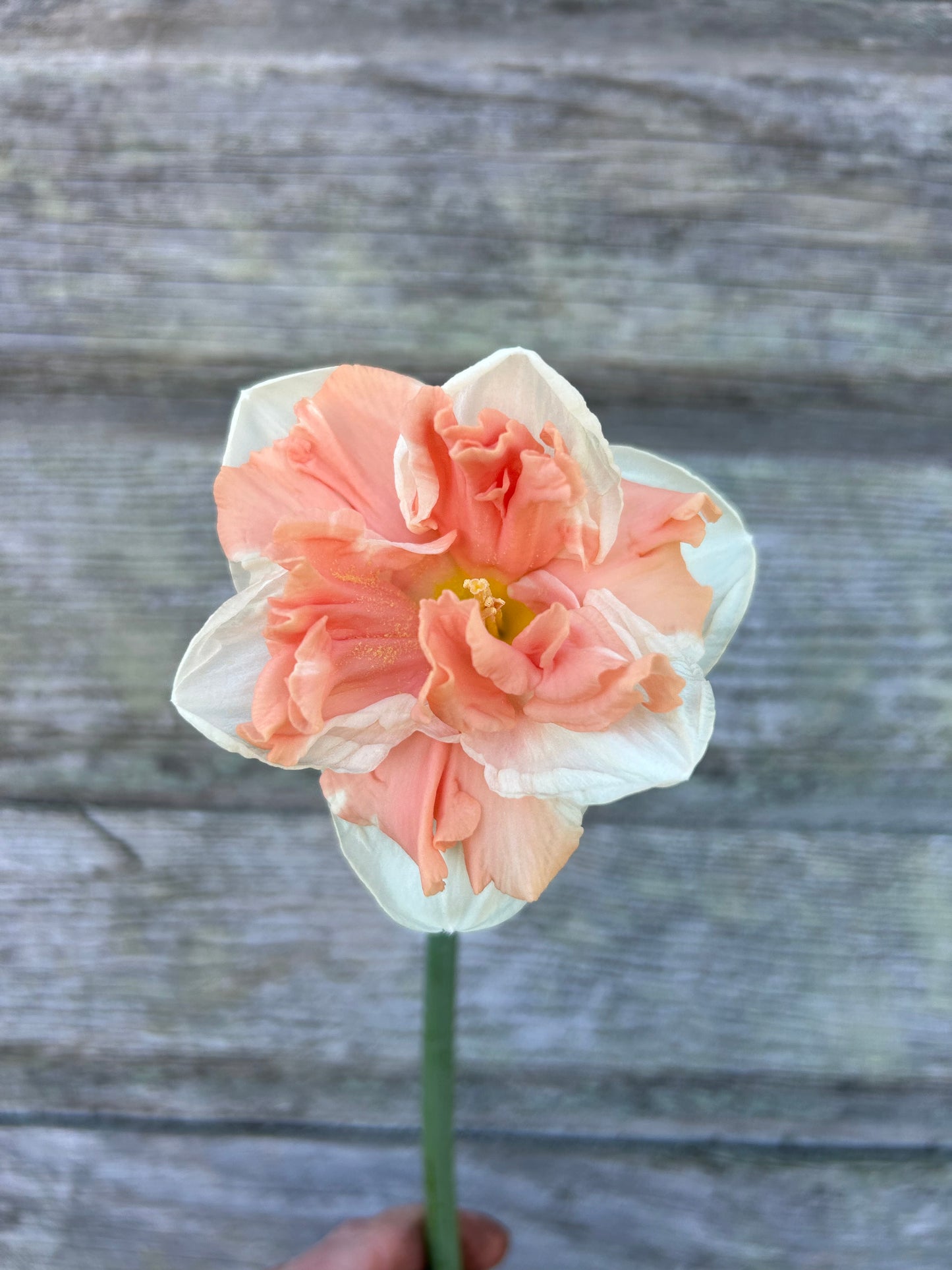 Daffodil - Apricot Whirl