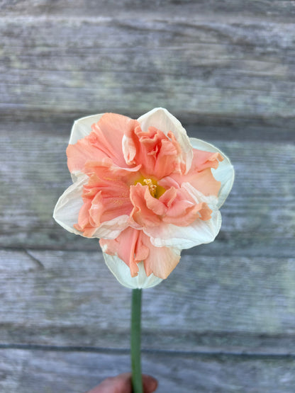 Daffodil - Apricot Whirl