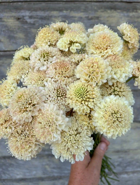 Scabiosa - Fata Morgana